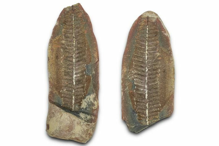 Fossil Fern (Pecopteris) Nodule Pos/Neg - Mazon Creek #325815